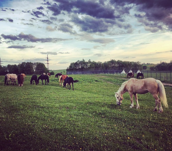 Beauties in the pasture - My, My, Horses, Nature, Pasture, The photo, Summer