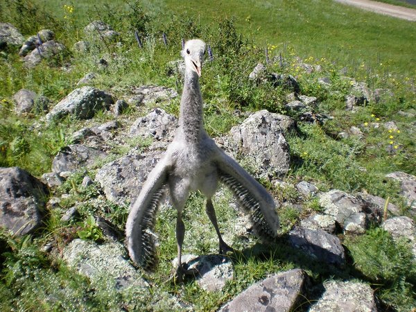 wonder bird - Altai, Birds, My, Altai Republic