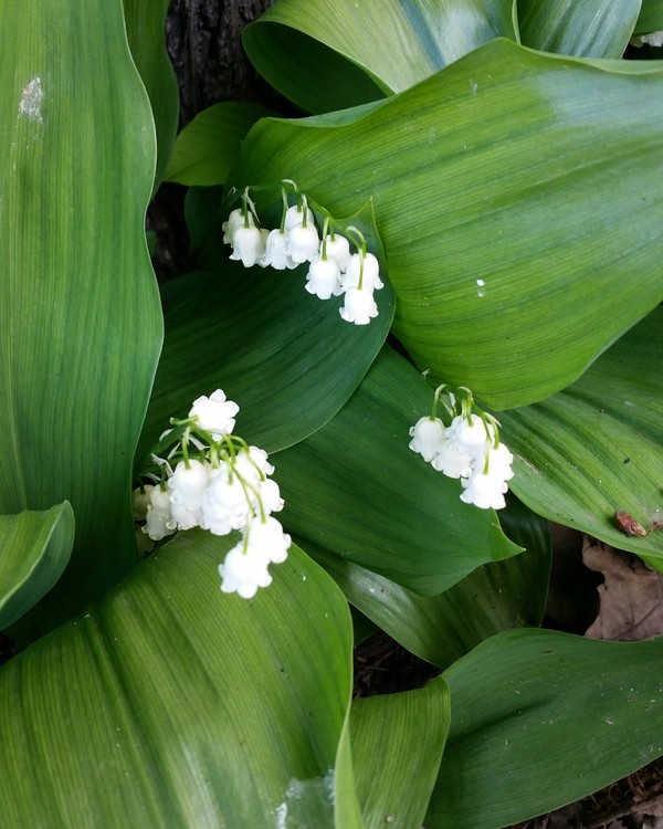 Lilies of the valley. - My, Lilies of the valley, Family, Love