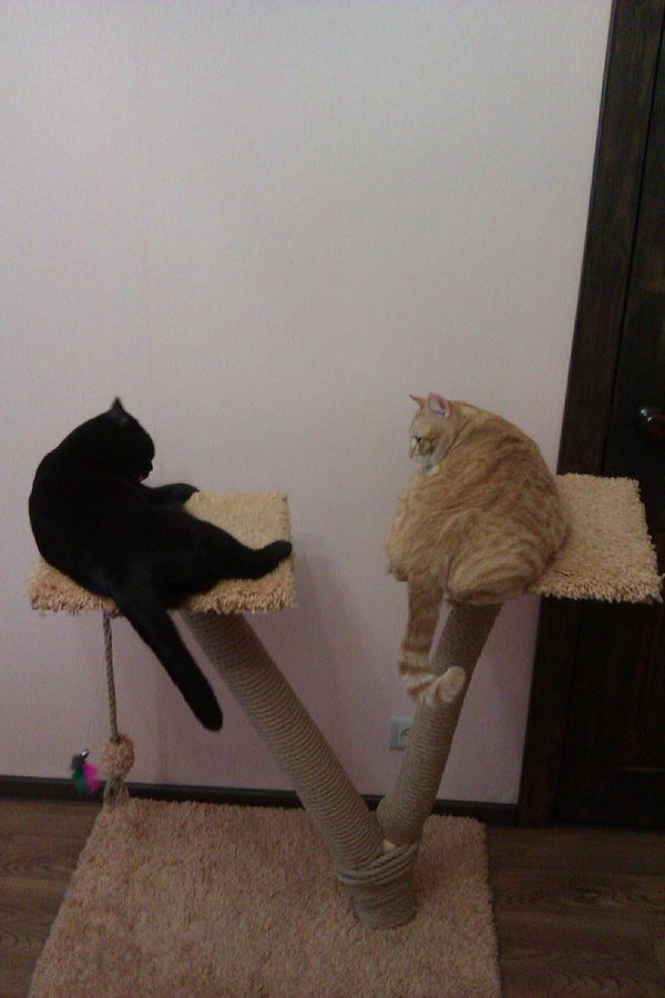 Two cats - My, cat, Scratching post, British cat, , , My, , First post, Longpost