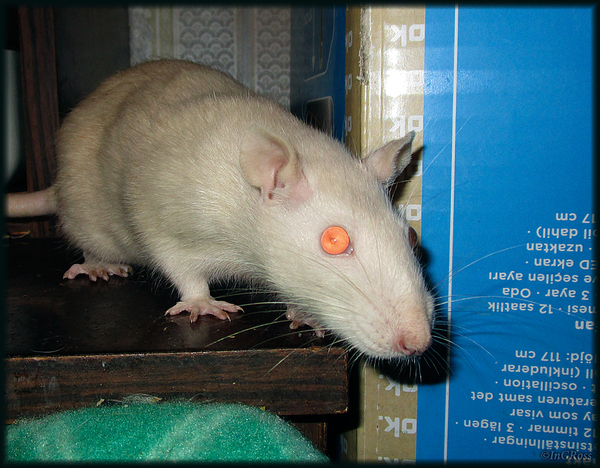 Rat EVERYONE suspected! (Nyusha) - My, My, Rat, Suspect, Decorative rats, Rat Chronicles, The photo, Muzzle