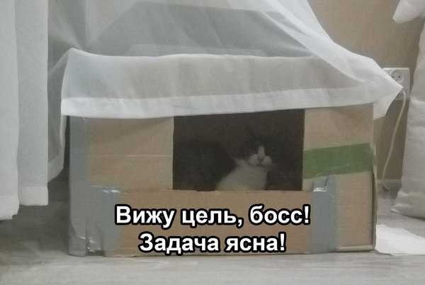 How I took delivery, and how a mother and children then squeezed out our living space. Part II - final? - My, Cats and kittens, Pregnancy, Catomafia, Story, Help, Saint Petersburg, In good hands, cat