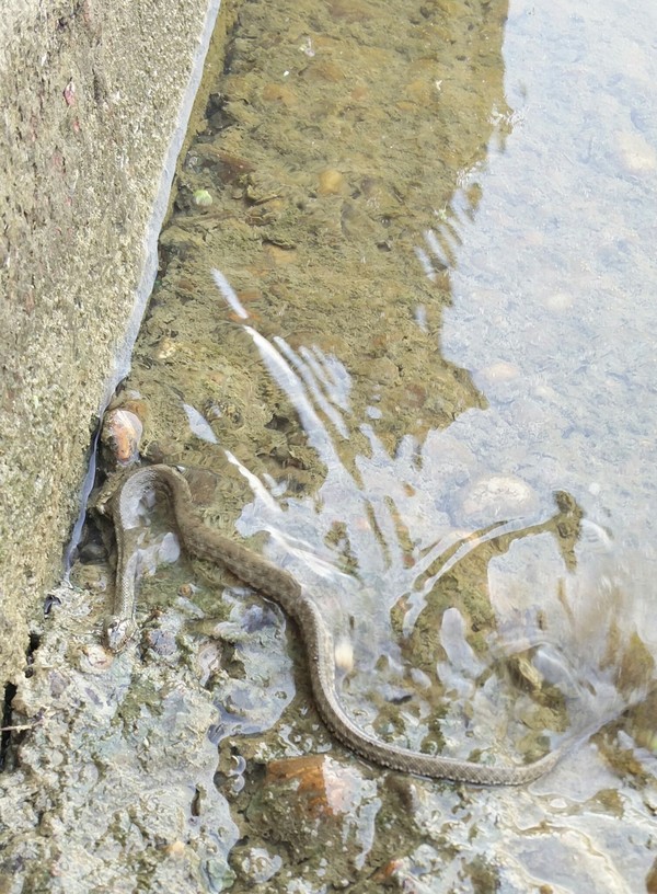 A serpent crawls out of the water... (photographed from a distance of 80-90 cm on the phone, so the quality is not very good...) - My, Nature, Animals, Snake