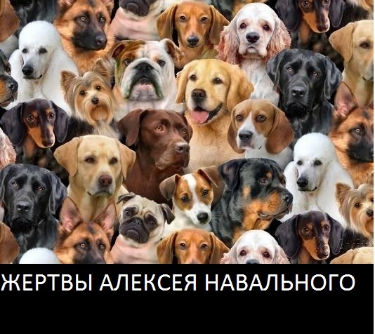 Dog Breeders! - My, Alexey Navalny, Shariy, Politics, Dog, My