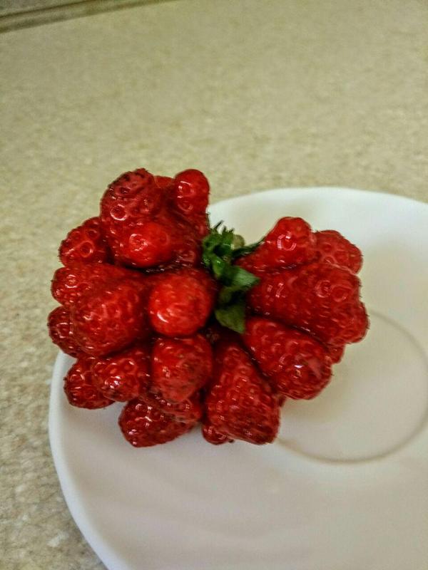 Are you sure you're a raspberry? - Strawberry (plant), Longpost, The photo, Not strawberry, , Strawberry, My