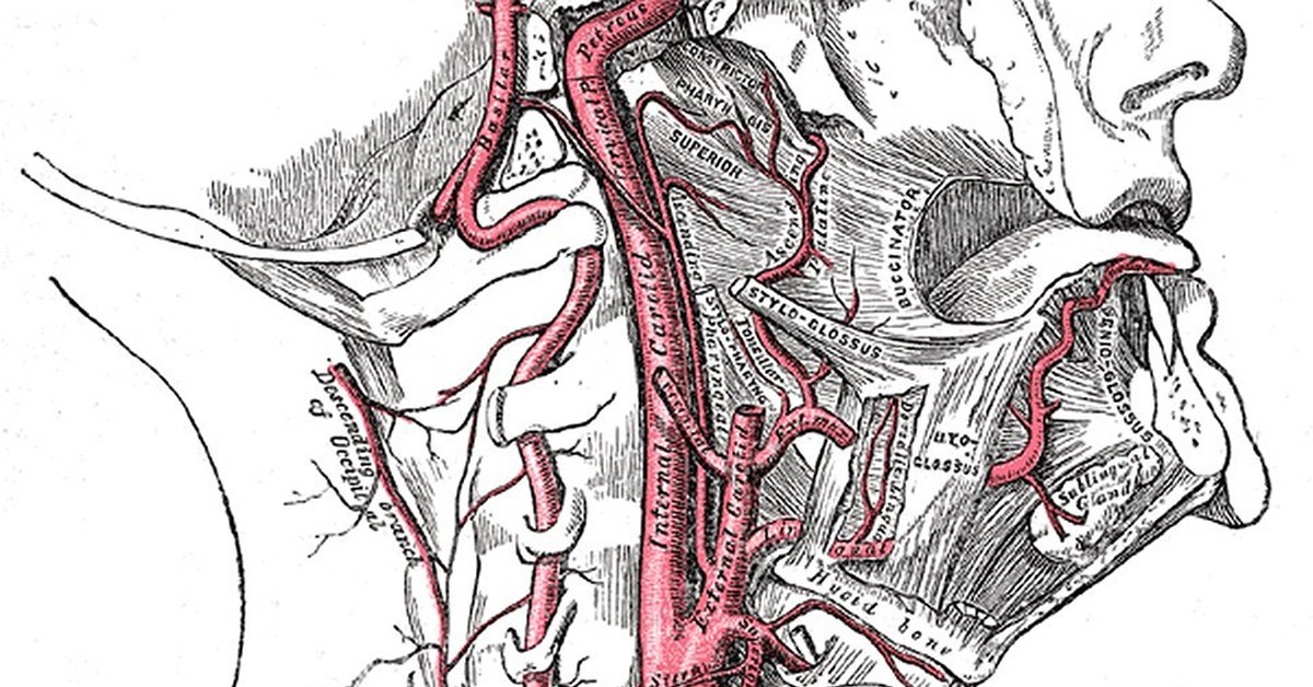 Где находится сонная артерия слева. Подъязычная артерия топография. Сонные артерии тетрапод. Левая Сонная артерия кровоснабжает.