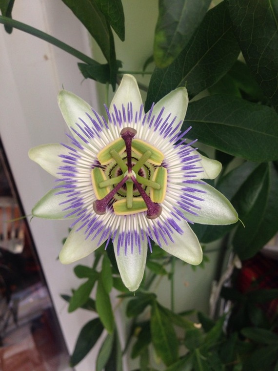 After 2 years of cultivation, my first passion flower has bloomed)) - , Houseplants