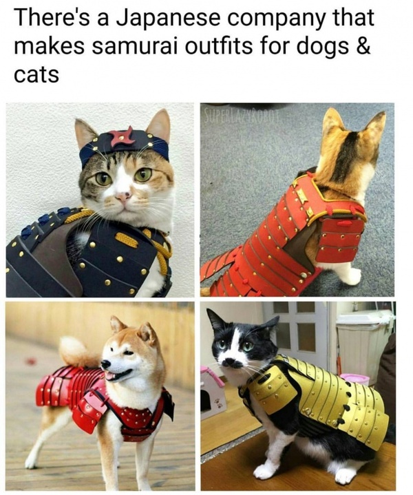 Only in Japan - Japan, Dog, cat, Samurai