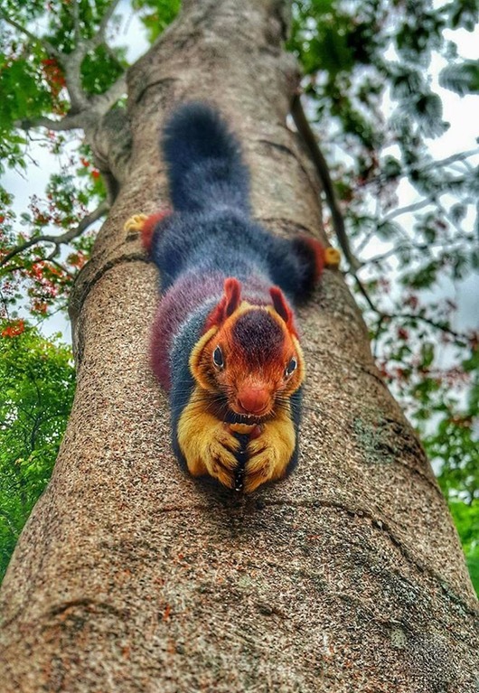Here is such an animal caught in the forests of Kerala. India - India, Forest, Paws, Kerala, Indian Giant Squirrel