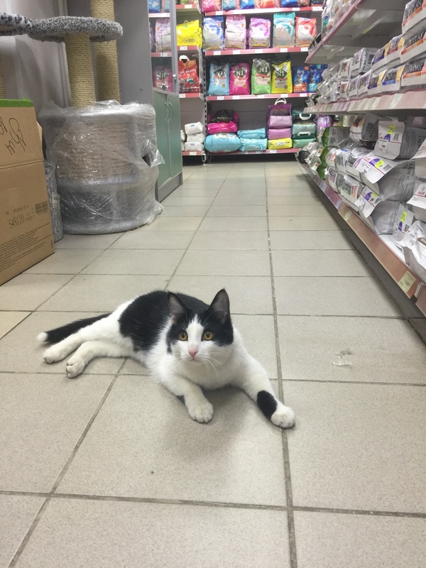 Let's give away the cat, Nizhny Novgorod - cat, Longpost, Pets, In good hands