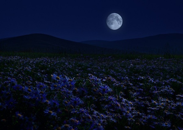 Wild asters of Transbaikalia - The photo, Nature, Night, Flowers, Landscape, moon, Transbaikalia, Russia