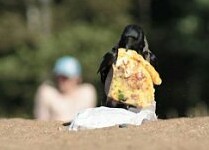 God sent a slice of pizza to the crow - My, Crow, Pizza, Theft, Beach, Photo hunting, Krylov's fables