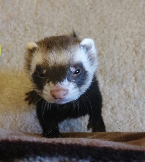 Ferret suspect. - My, Ferret, Ferret