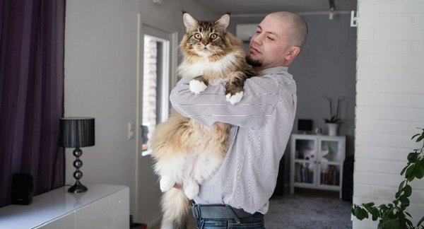 The biggest cat in the world - cat, The photo, Record