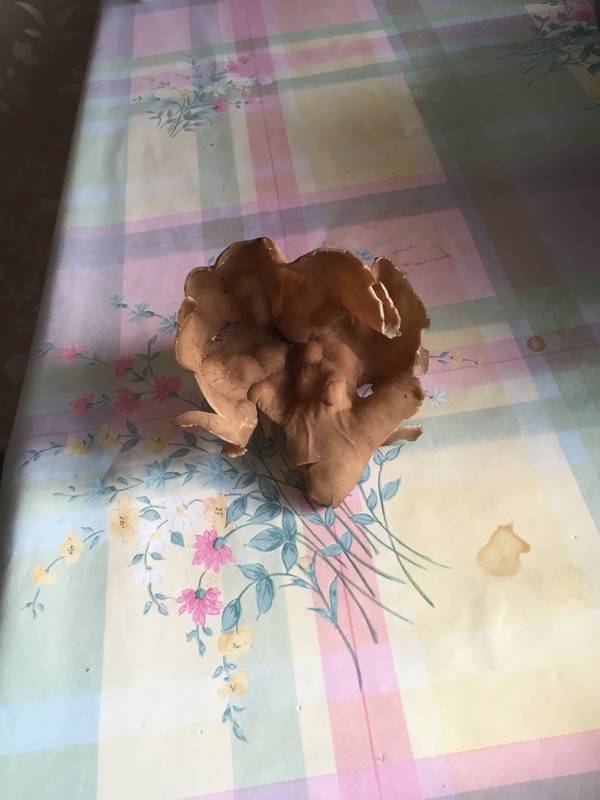 What kind of mushroom? - My, Mushrooms, , Longpost