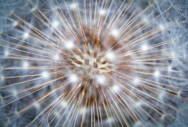 Dandelion heart - My, Macro, Dandelion, , Macro photography