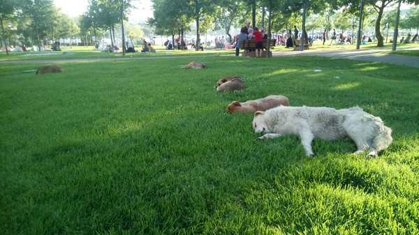 Quiet hour - My, The photo, Dog, Istanbul, The park