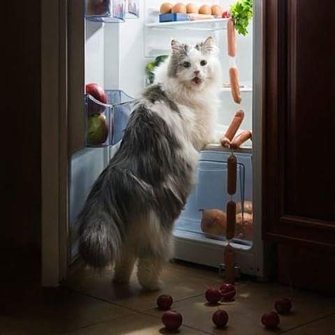 At the crime scene. - cat, Refrigerator, The crime, Catomafia, 