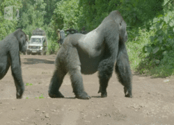 Alpha male blocked the road for his gang. - Gorilla, People, GIF