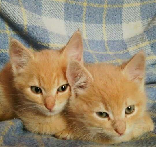 twin kittens ^_^ - My, cat, Kittens, Twins, Longpost