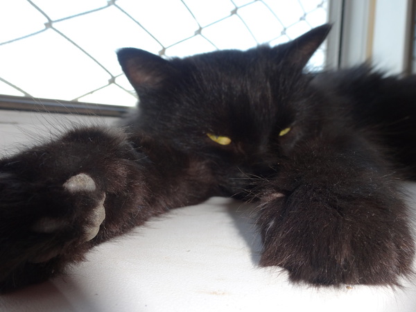 Лапищи Семёна