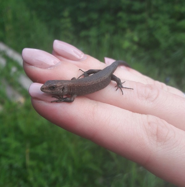 made friends - My, Lizard, Dacha, Belladonna, Longpost