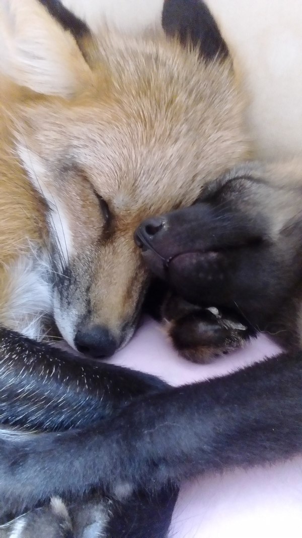 sleeping foxes - My, Domestic foxes, Fox, , Domestic fox