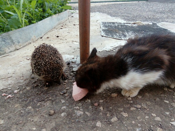 My girlfriend brought sausages to the cat. The cat turned out to be a mattress - Losing, cat, My