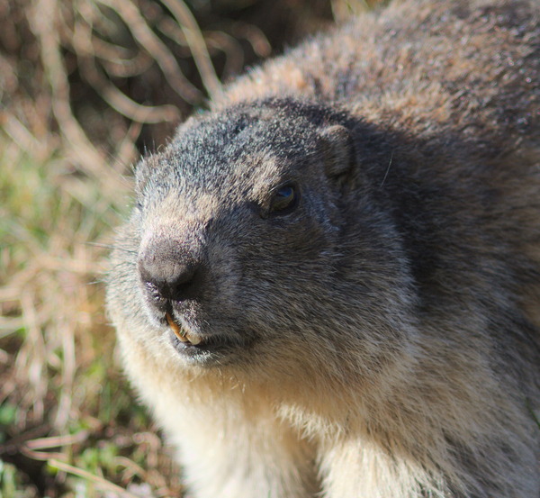 Marmot - My, Marmot, Animals, Wild animals, Nature, The photo, , Longpost