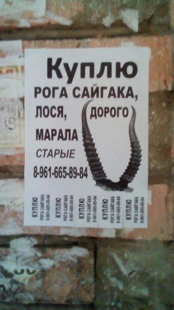 There are not enough of their own ...: D An announcement on the door of my house. - My, Funny ads, Announcement, Horns, Saiga, Elk, Maral