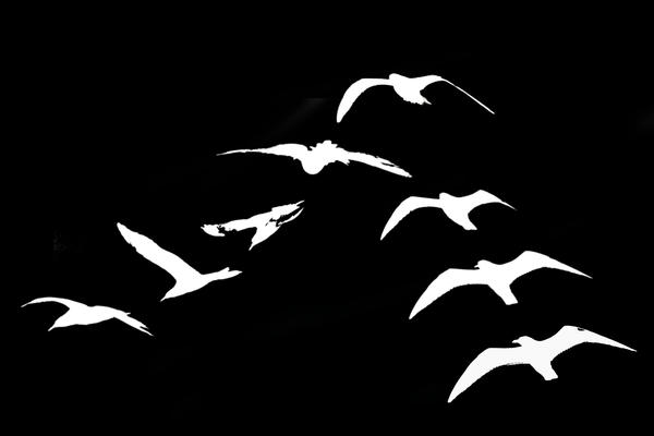 bird dive - My, The photo, Dive, Black and white