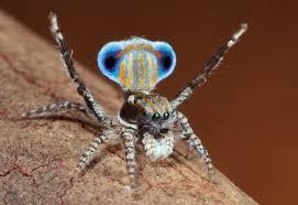 Peacock spider. - Spider, Milota, Nature