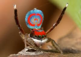 Peacock spider. - Spider, Milota, Nature