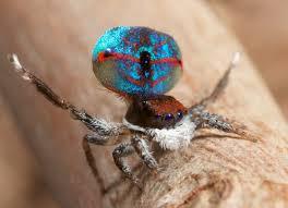 Peacock spider. - Spider, Milota, Nature