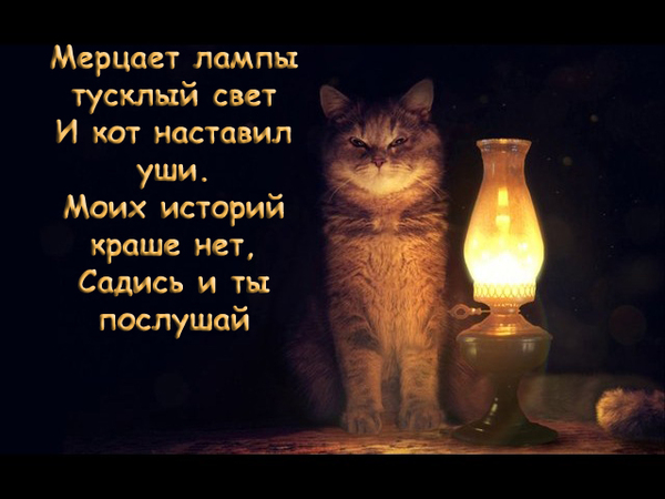 Cat with lamp - My, Cat with lamp, Life stories