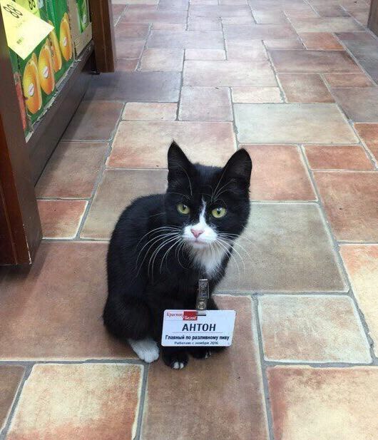 Probably also employee of the month - cat, Manager