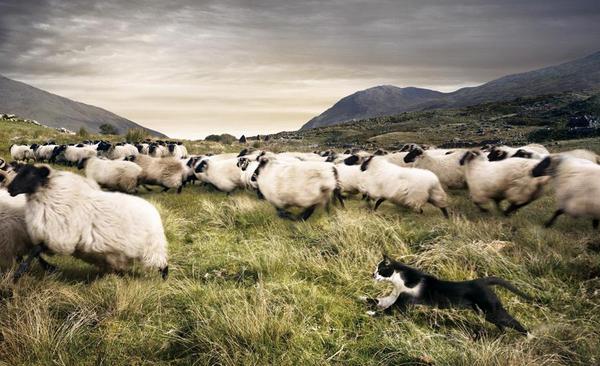 - Where's the dog? - cat, Sheeps, Field