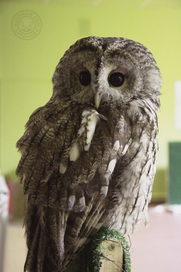 Bullie feathers are a real work of art! - My, Owl, owl house, Boole