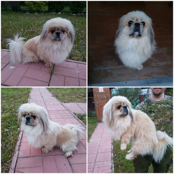 Guys, take the Pekingese home! Found on the street in Volokolamsk - My, Dog, Found a dog, I'll give it to good hands, Is free, Pekingese, In good hands, Help