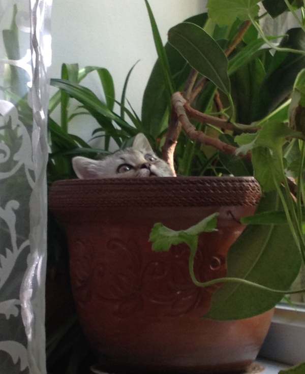 My new plant - cat, Children, Flowers of life, My