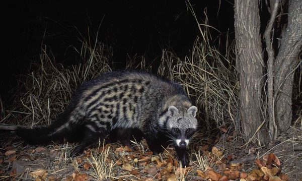 Animal Facts - Part 1, Civets - My, Civet, , Animals, Longpost