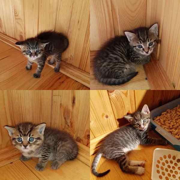 D'artagnan, Athos, Porthos and Aramis... are looking for friends. - My, Catomafia, Kotovtournik, Voronezh, In good hands, cat, Hello reading tags, Milota