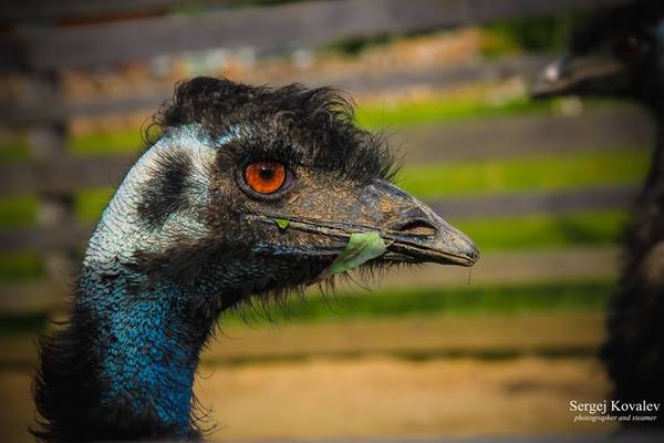 When even an ostrich is more brutal than you - Ostrich, Brutality