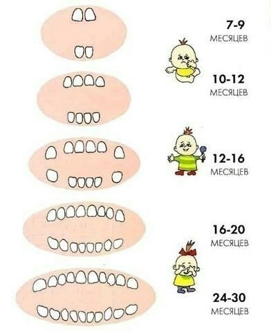 How do children's teeth grow? - Anatomy, Teeth, Children