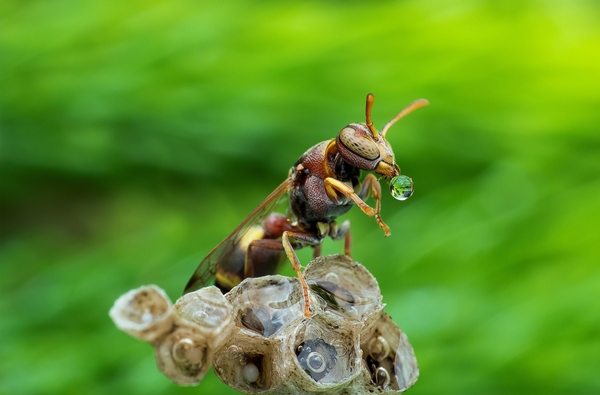 Monday morning)) - The photo, Insects, Macro, Macro photography, Closeup, 