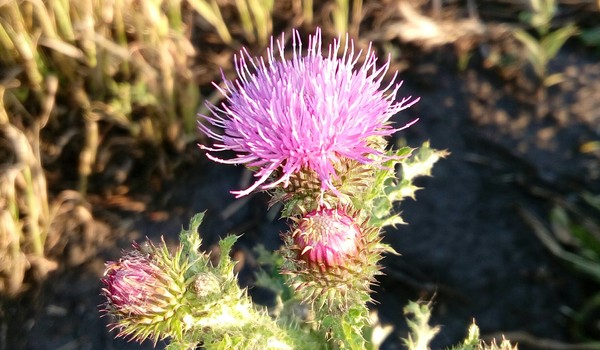 After mowing - Mowing, My, Flowers