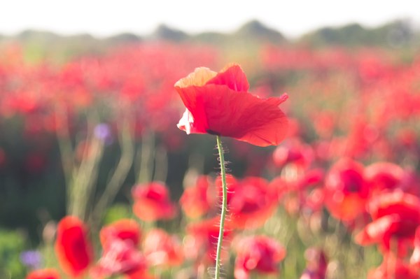 Poppy field - My, Stavropol region, Field, Mac, Longpost