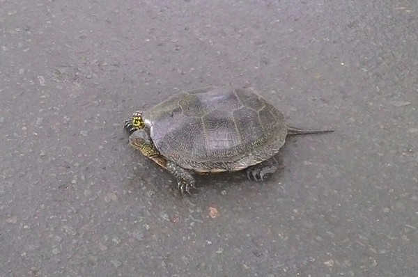 I found such an animal on the street today - My, Turtle, Crimea, Nature, Find, Longpost