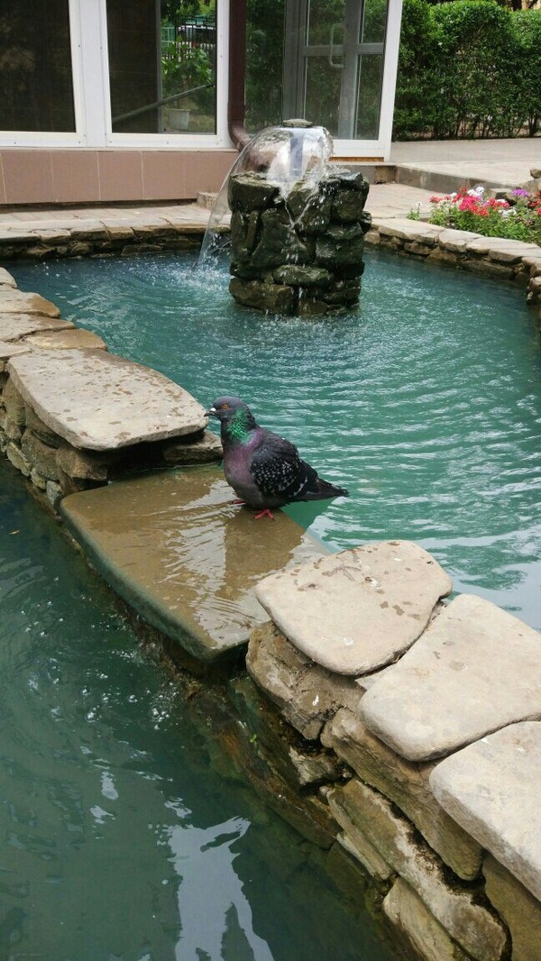 Pigeon with private pool - My, Summer, Heat, Work, Vacation, Pigeon, Fountain