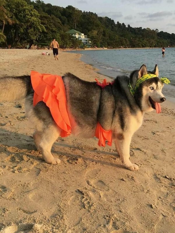 When you still can't lose weight by summer - Alaskan Malamute, Summer, Be yourself, Dog